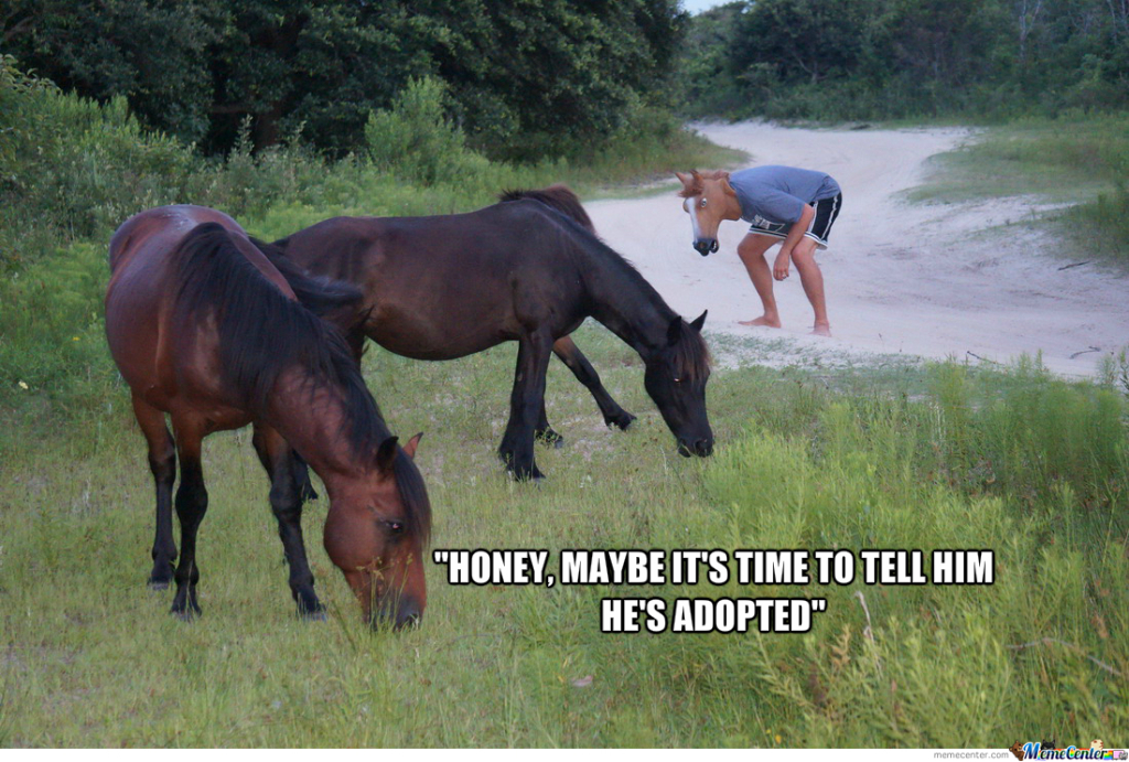 horses_o_1977633